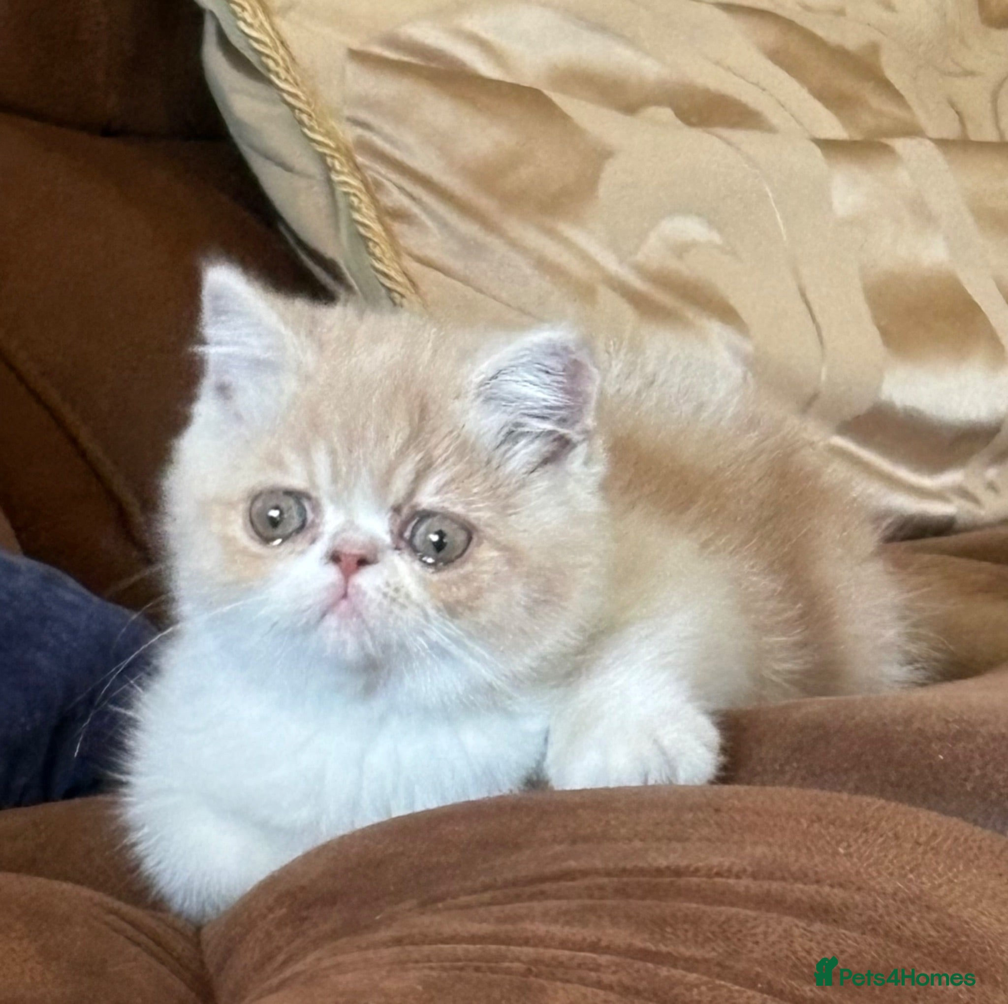 Exotic cats Beautiful Exotic cream & white female - Advert 2