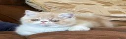 Exotic cats for sale: Beautiful Exotic cream & white female - Advert 12