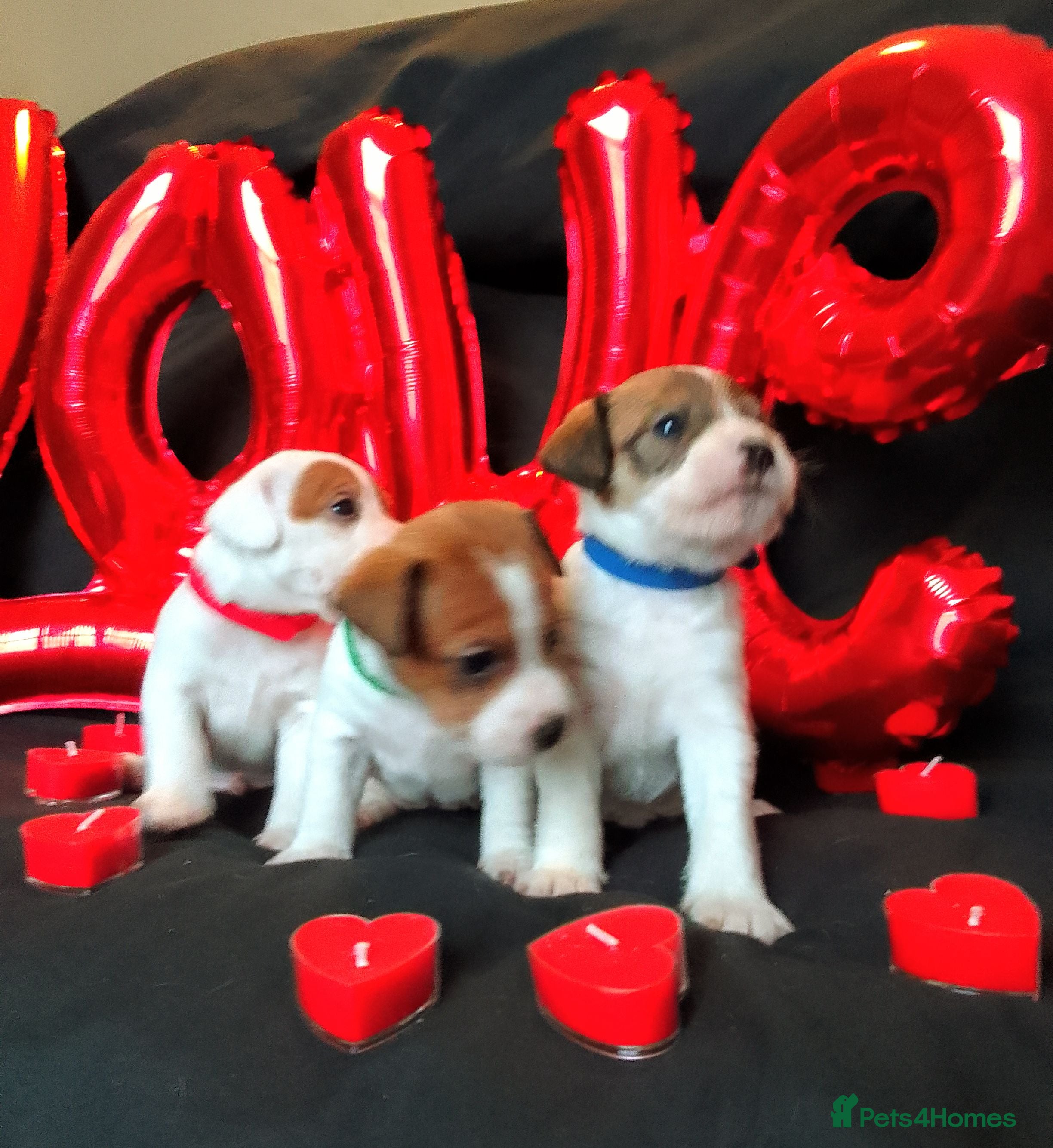 Jack Russell dogs Jack Russell 3 boy's  - Advert 2