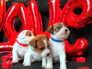 Jack Russell dogs Jack Russell 3 boy's - Advert 2