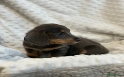 Miniature Dachshund dogs for sale: Miniature long hair dachshund 🤍 - Image 14