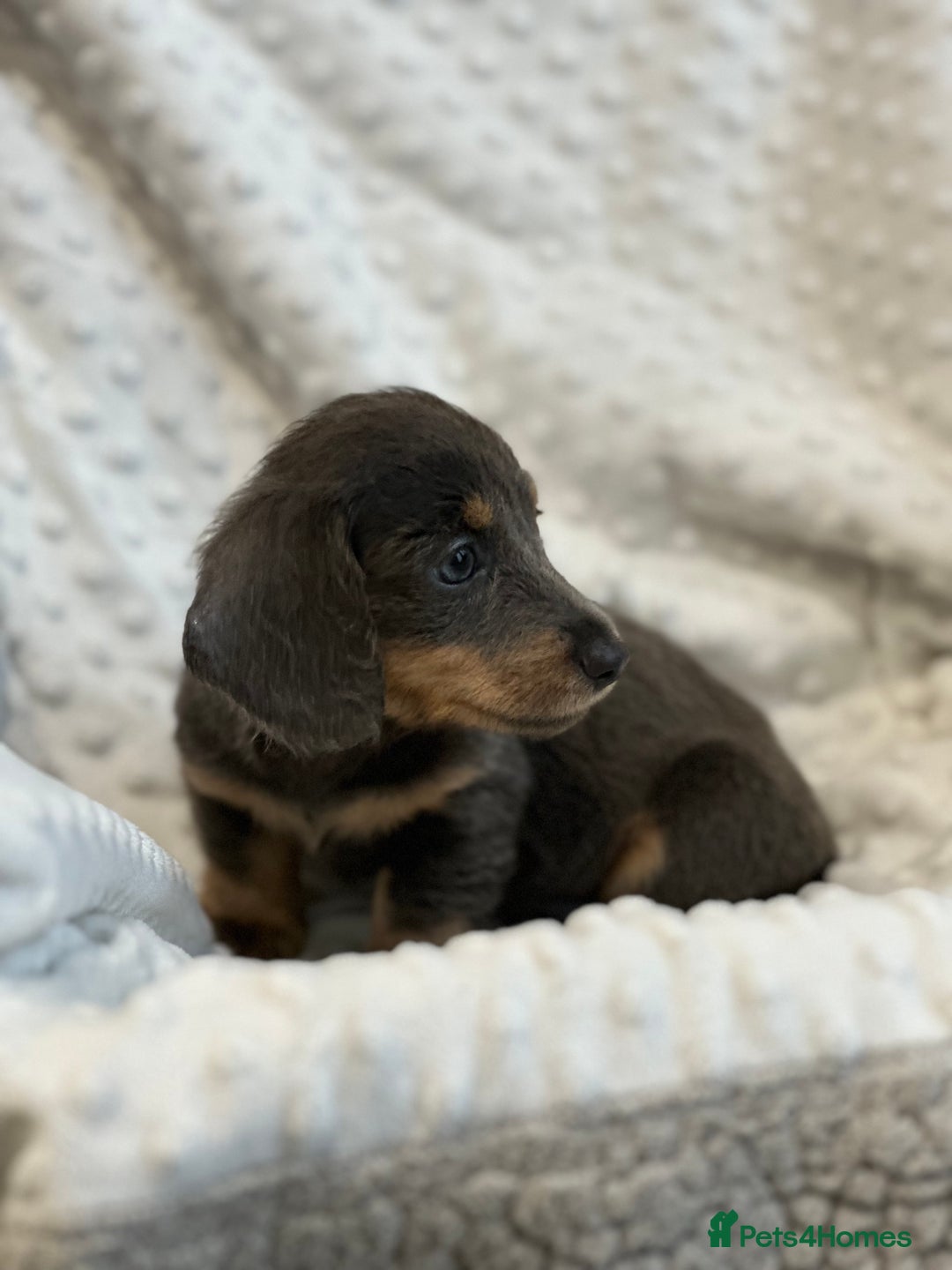 Miniature Dachshund dogs for sale: Miniature long hair dachshund 🤍 - Image 14