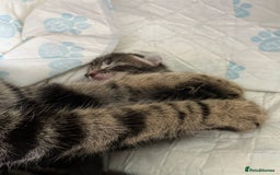 Mixed Breed cats for sale: Ch417dp  - Image 27