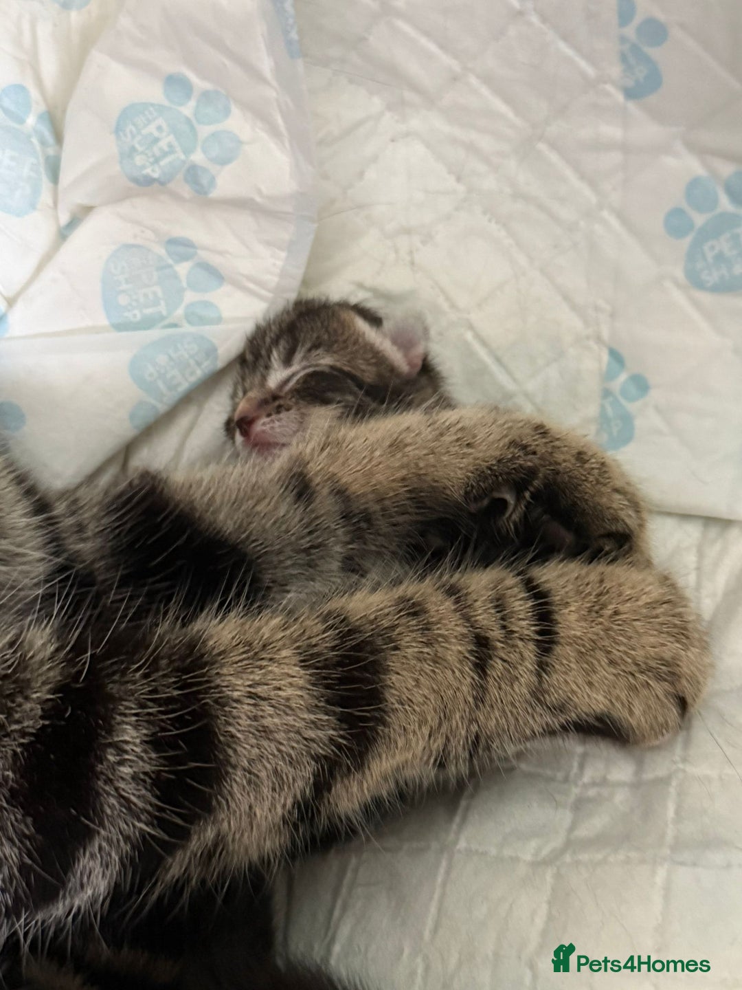 Mixed Breed cats for sale: Ch417dp  - Image 27