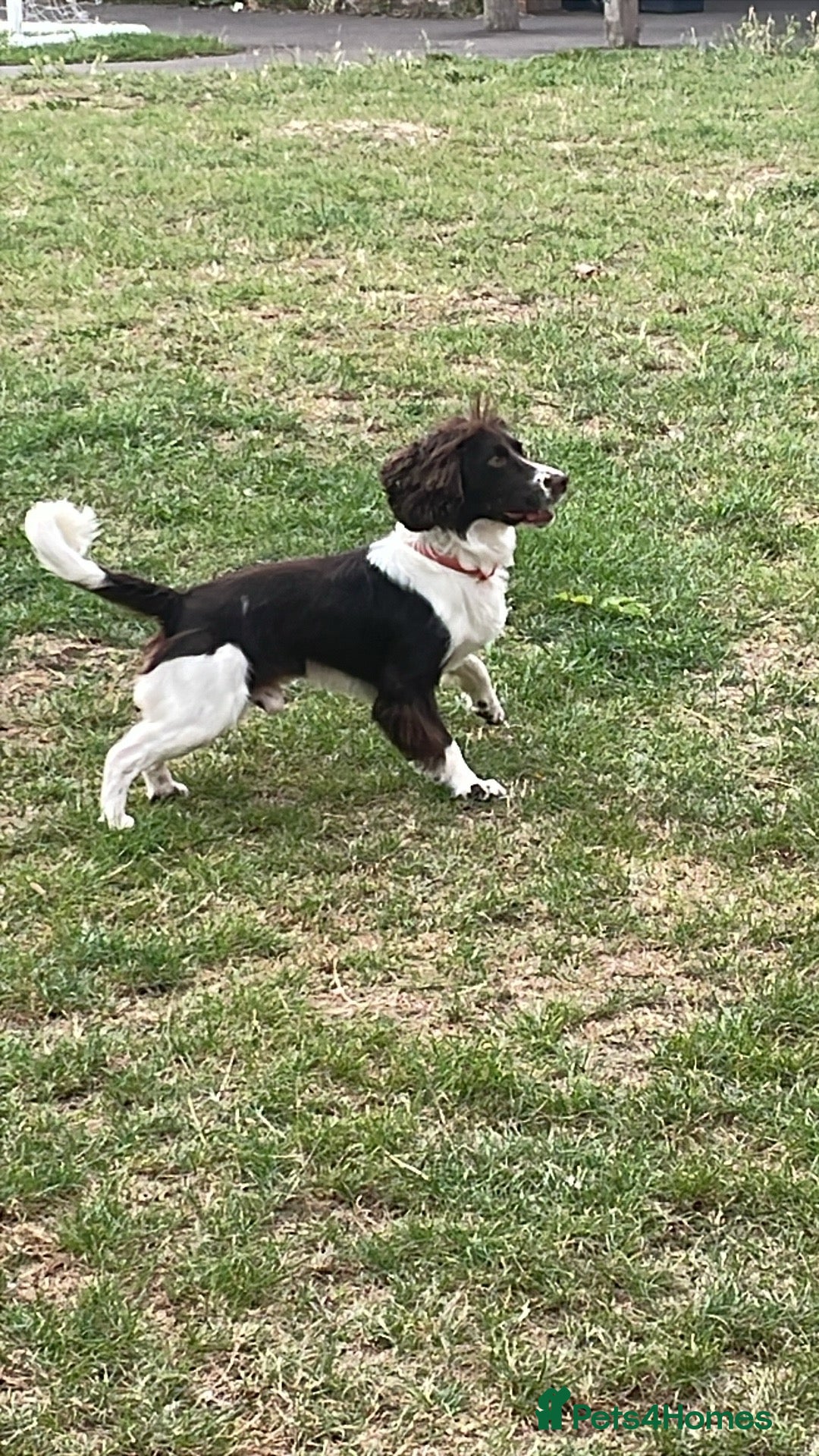 Cocker Spaniel dogs for stud: Ludo proven stud dog - Image 2