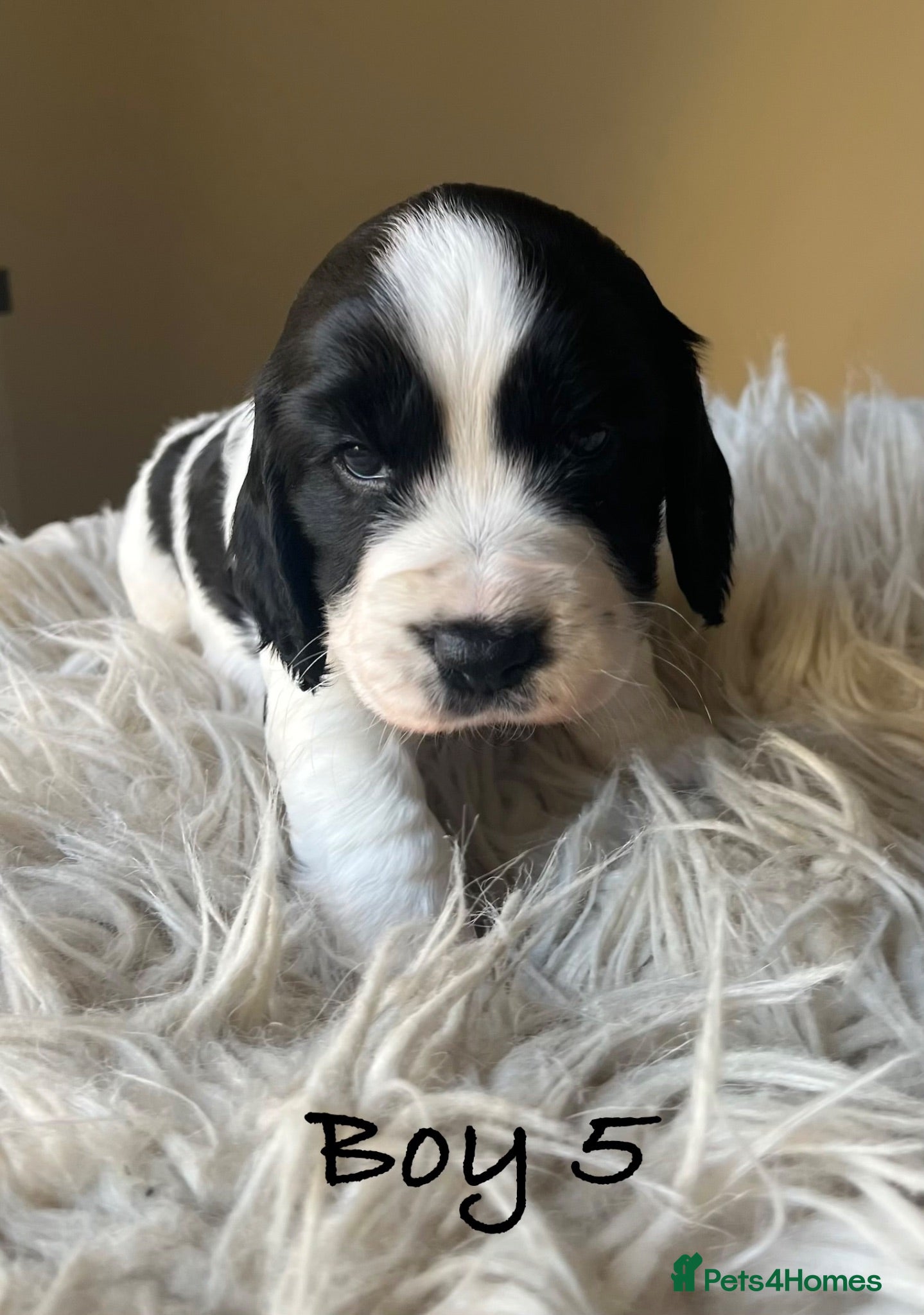 Cocker Spaniel dogs Exceptional KC Working Cocker Spaniel Puppies - Advert 1