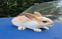 English Spot rabbits for sale: Old english spot rabbits for new homes - Image 1