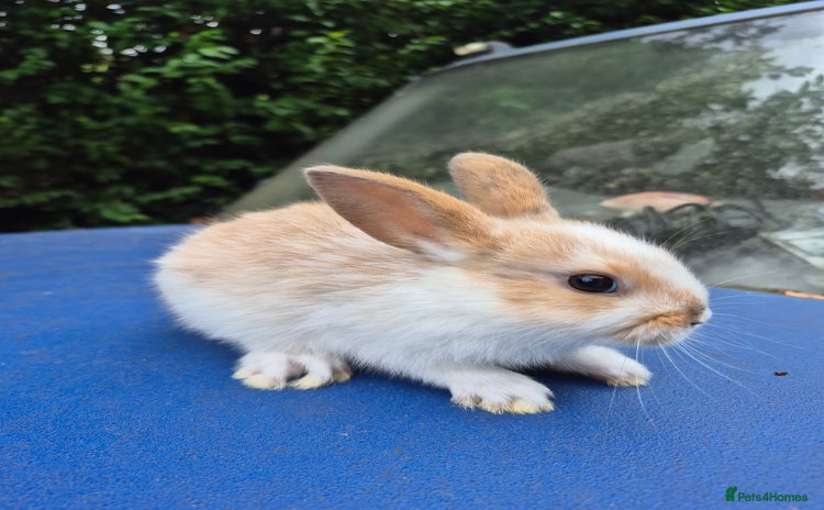 English Spot rabbits - Advert 1