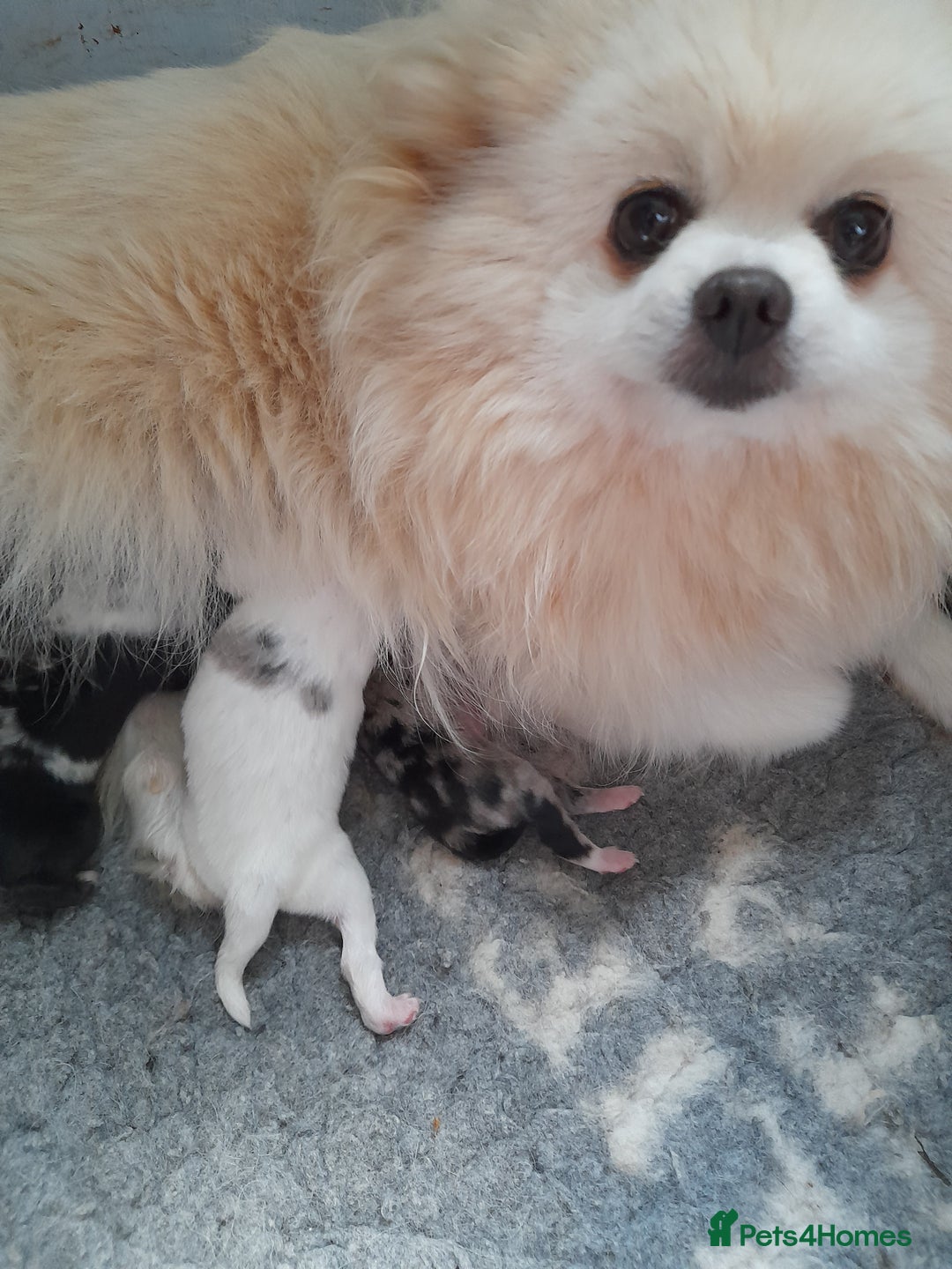 Pomeranian dogs for sale: Fabulous Pom fur babies - Image 15