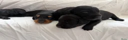 Doxiepoo dogs for sale: 7 Beautiful Doxiepoos  in Wetherby - Advert 8