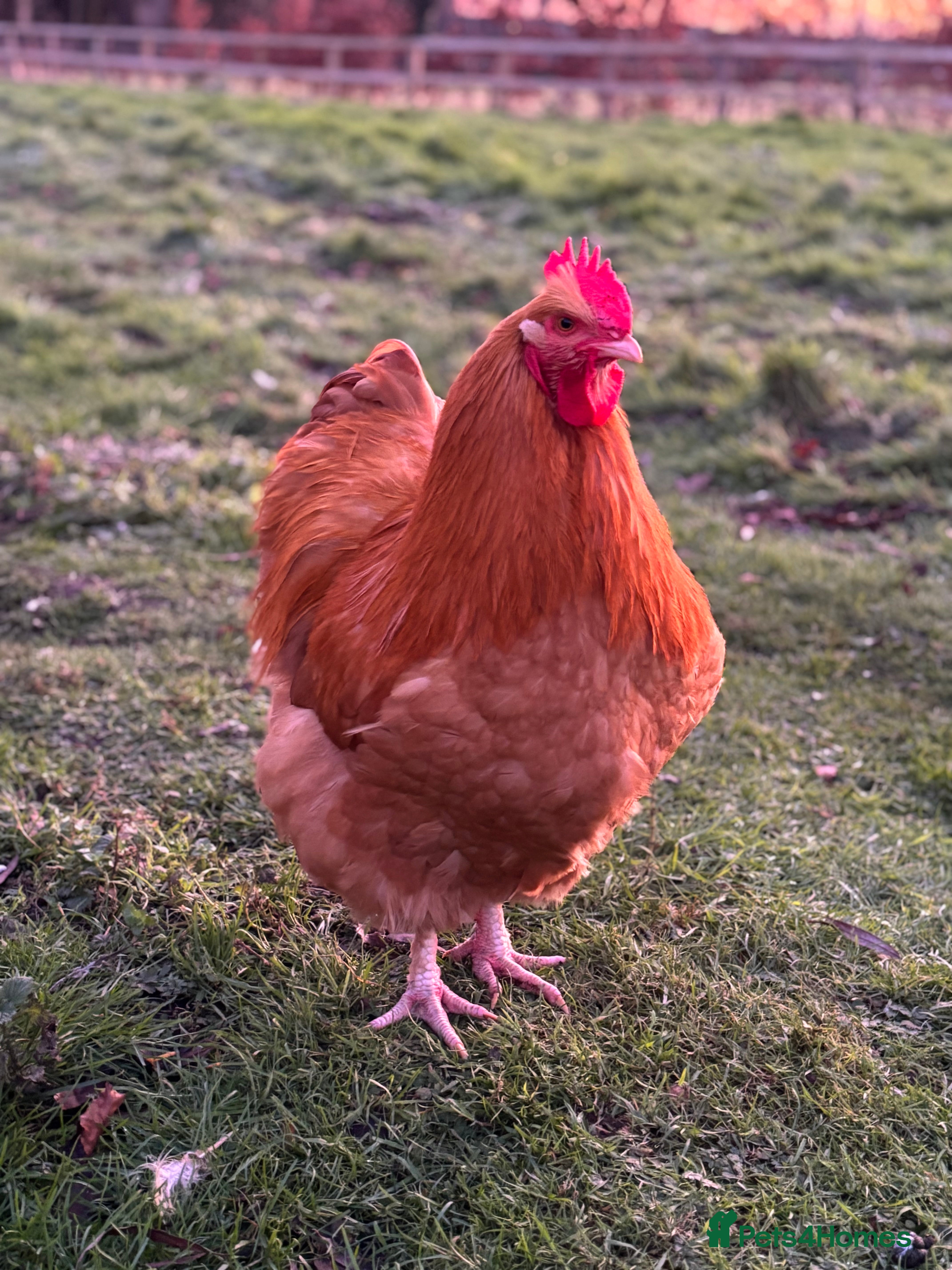 Chickens poultry Buff Orpington Cockerels - Advert 14