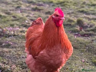 Chickens poultry Buff Orpington Cockerels - Advert 14