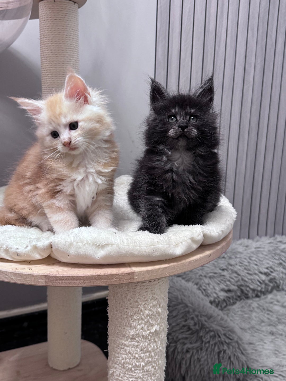 Maine Coon cats for sale: 🌟🌟Beautiful  Maine Coon kittens 🌟🌟🌟 - Advert 20