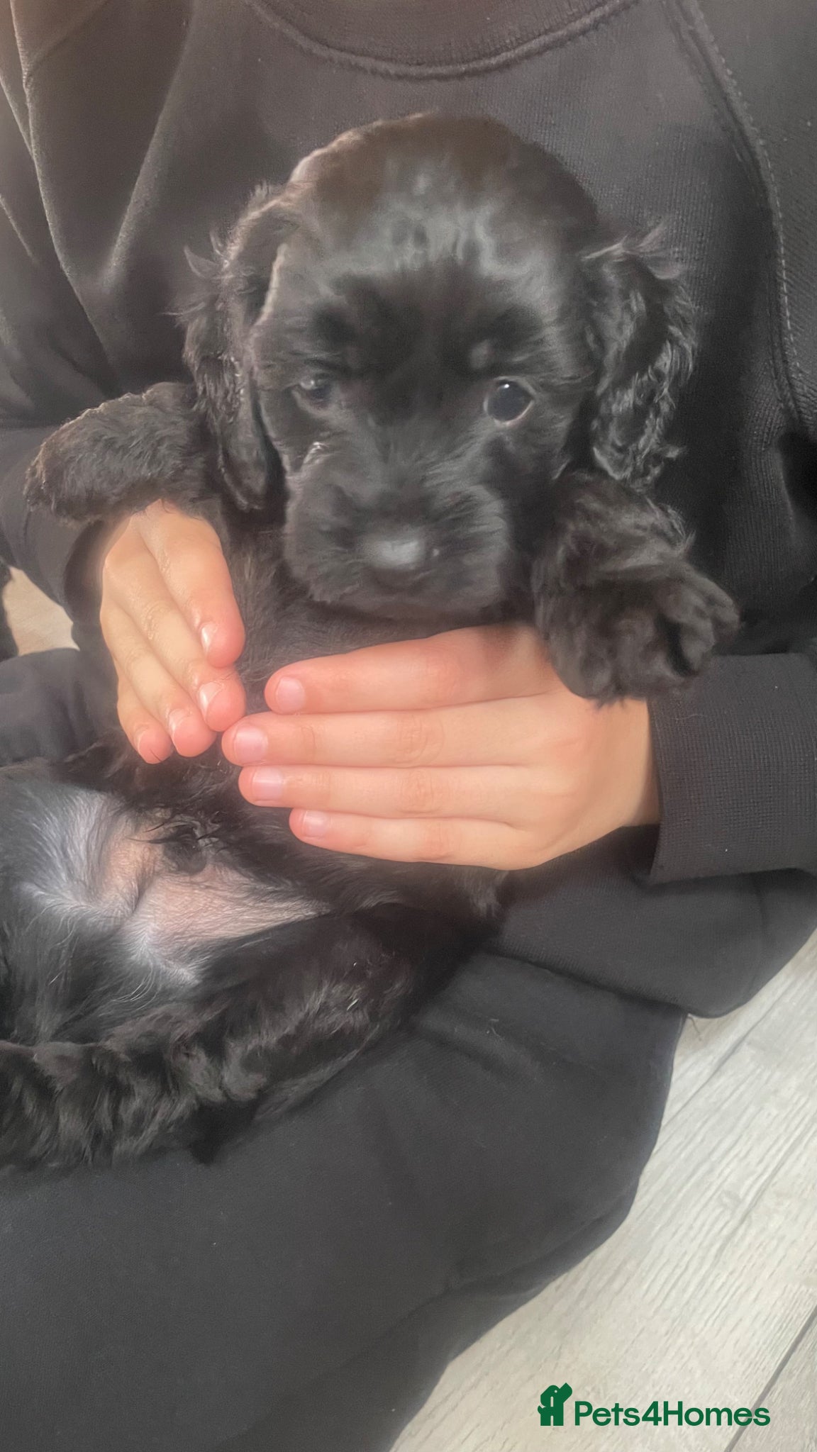 Cavapoo dogs for sale: Adorable F1 Cavapoo Puppies - Advert 10