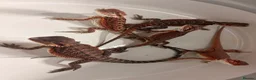 Dragon reptiles for sale: Red monster dragons in Stroud - Advert 3