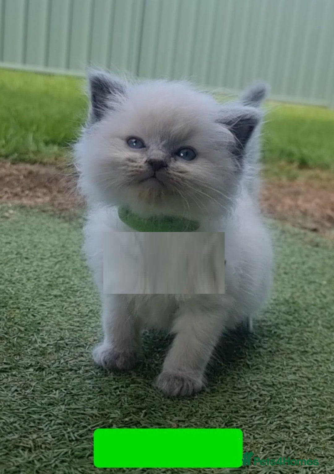 Ragdoll cats for sale: Healthy fluffy Ragdolls for sale - Image 7