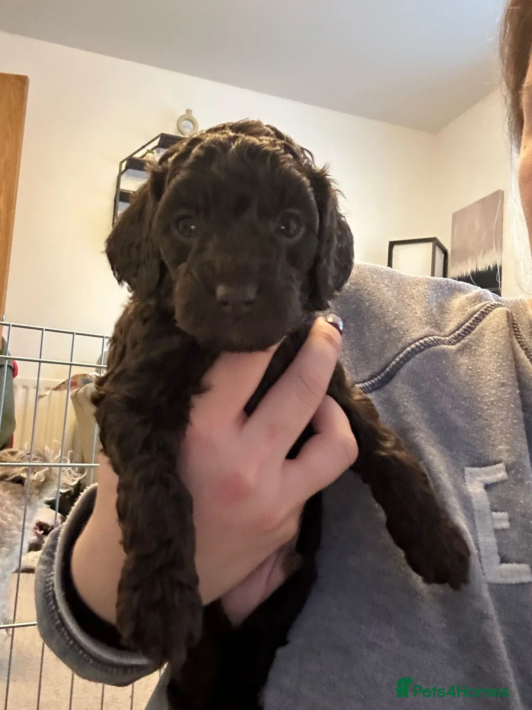 Cockapoo dogs for stud: F1 Red Cockapoo PROVEN Stud-Extensively DNA Tested in Stafford - Advert 14