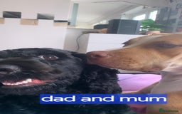 Mixed Breed dogs for sale: Mixer breed puppys  - Image 16