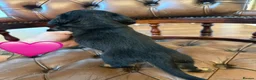 Miniature Dachshund dogs for sale: Beautiful LH & SH Dapples Miniature Dachshund Pups - Advert 17