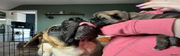 Mixed Breed dogs for stud: ✨Hank✨ for stud  in Birmingham - Advert 15