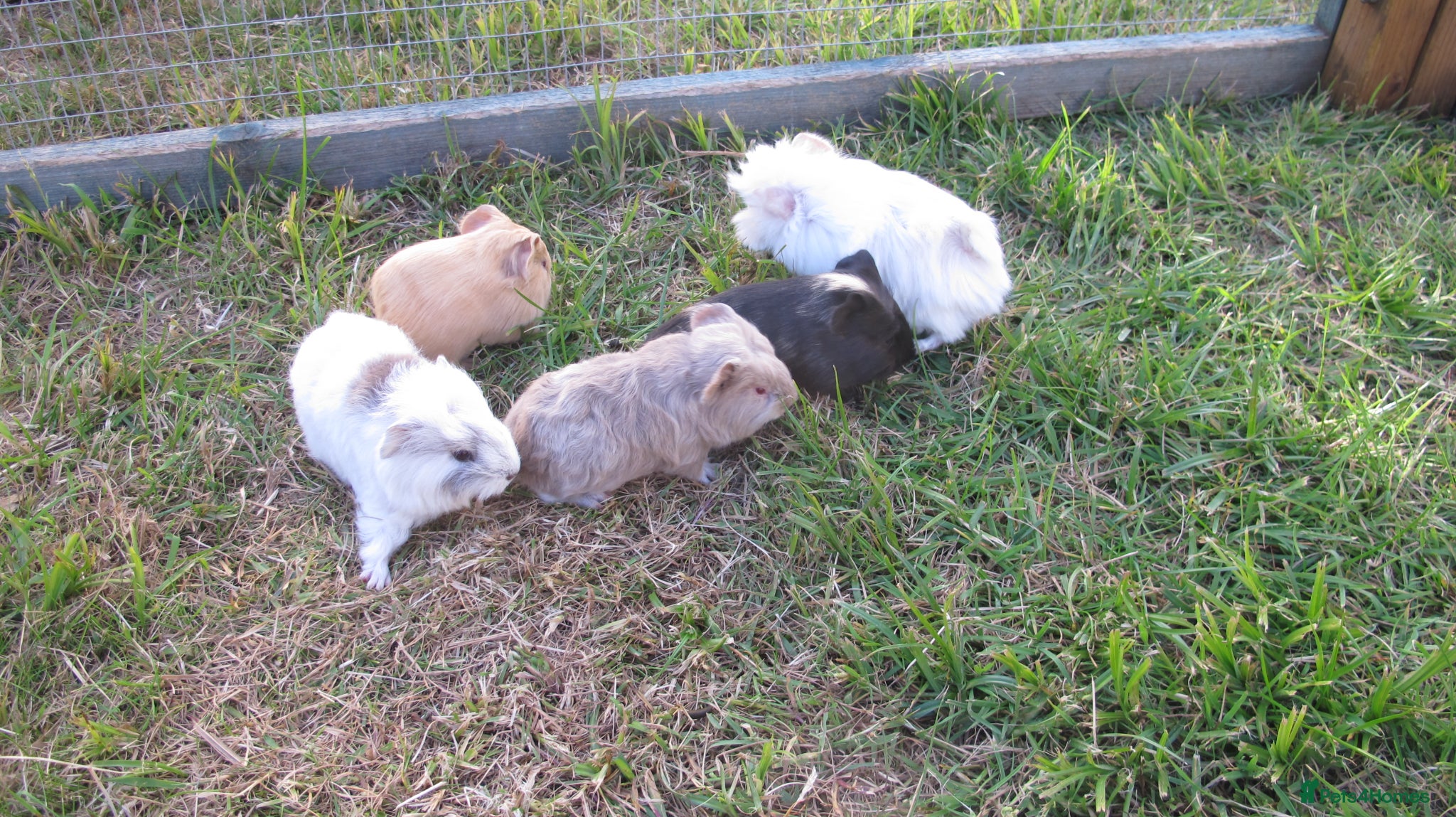 Guinea Pig rodents Male & Female guinea pigs various types & colours  - Advert 11