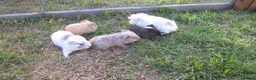 Guinea Pig rodents for sale: Male & Female guinea pigs various types & colours  - Advert 1