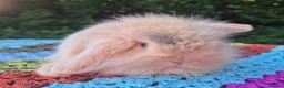 Angora rabbits for sale: 💜STUNNING TEDDYWIDDER X MINI LOP BABIES 💜 - Advert 5