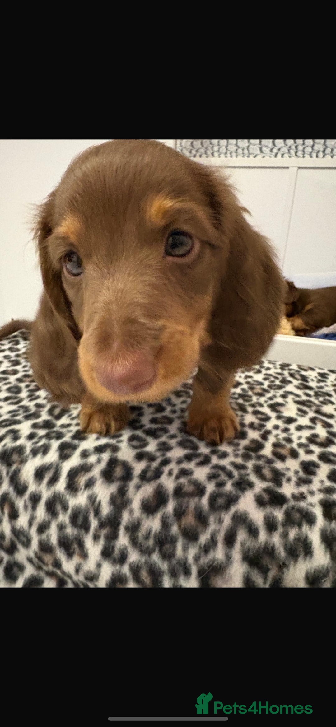 Miniature Dachshund dogs for sale: PRICE REDUCED Cute long hair chocolate dachshunds  - Advert 30