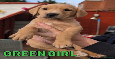Labrador Retriever dogs - Advert 15