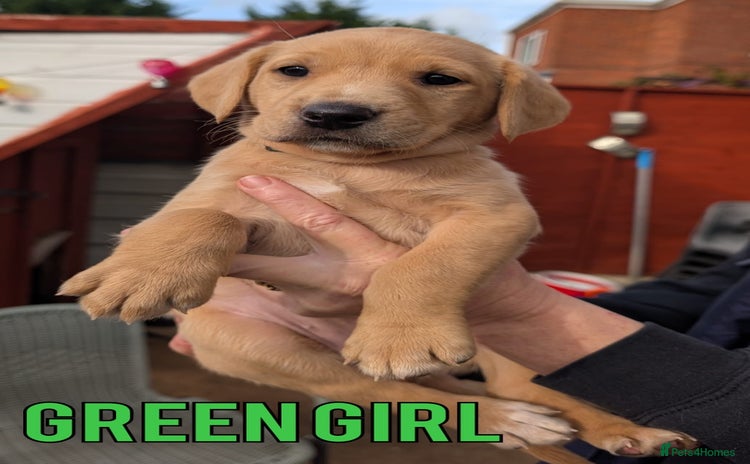 Labrador Retriever dogs - Advert 11