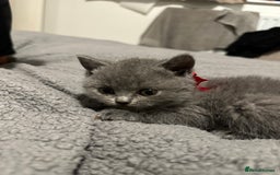 British Shorthair cats for sale: British Shorthair/Scottish Fold Kittens for sale - Image 9