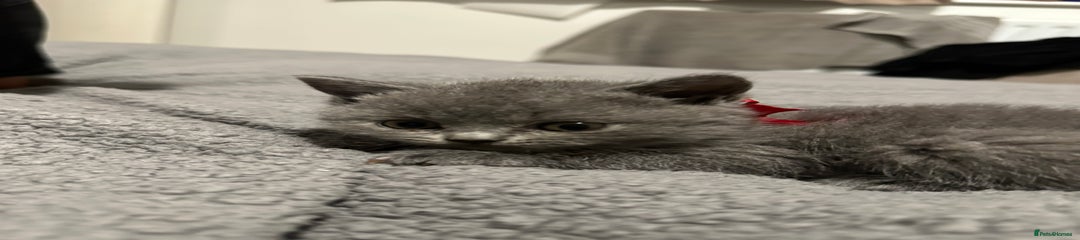 British Shorthair Kitten 3