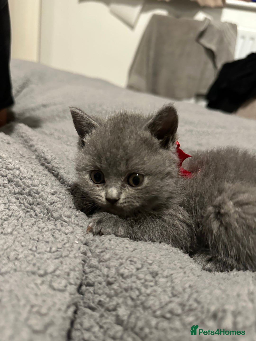 British Shorthair cats for sale: British Shorthair/Scottish Fold Kittens for sale - Image 9