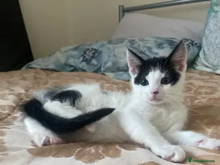 Domestic Shorthair cats domestic shorthair kittens - Advert 2