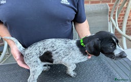 Mixed Breed dogs for sale: German shorthair pointer/wirehairpointer - Image 6