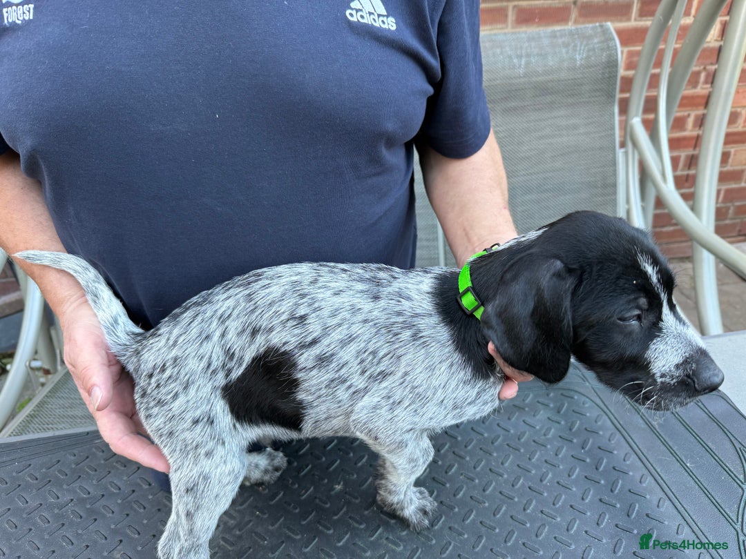 Mixed Breed dogs for sale: German shorthair pointer/wirehairpointer - Image 6