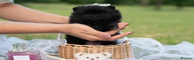 Pomeranian Puppy 6
