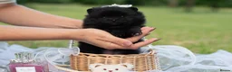 Pomeranian dogs for sale: ✨ Tiny Teddy Face Pomeranian Puppies 🐻✨ - Advert 24