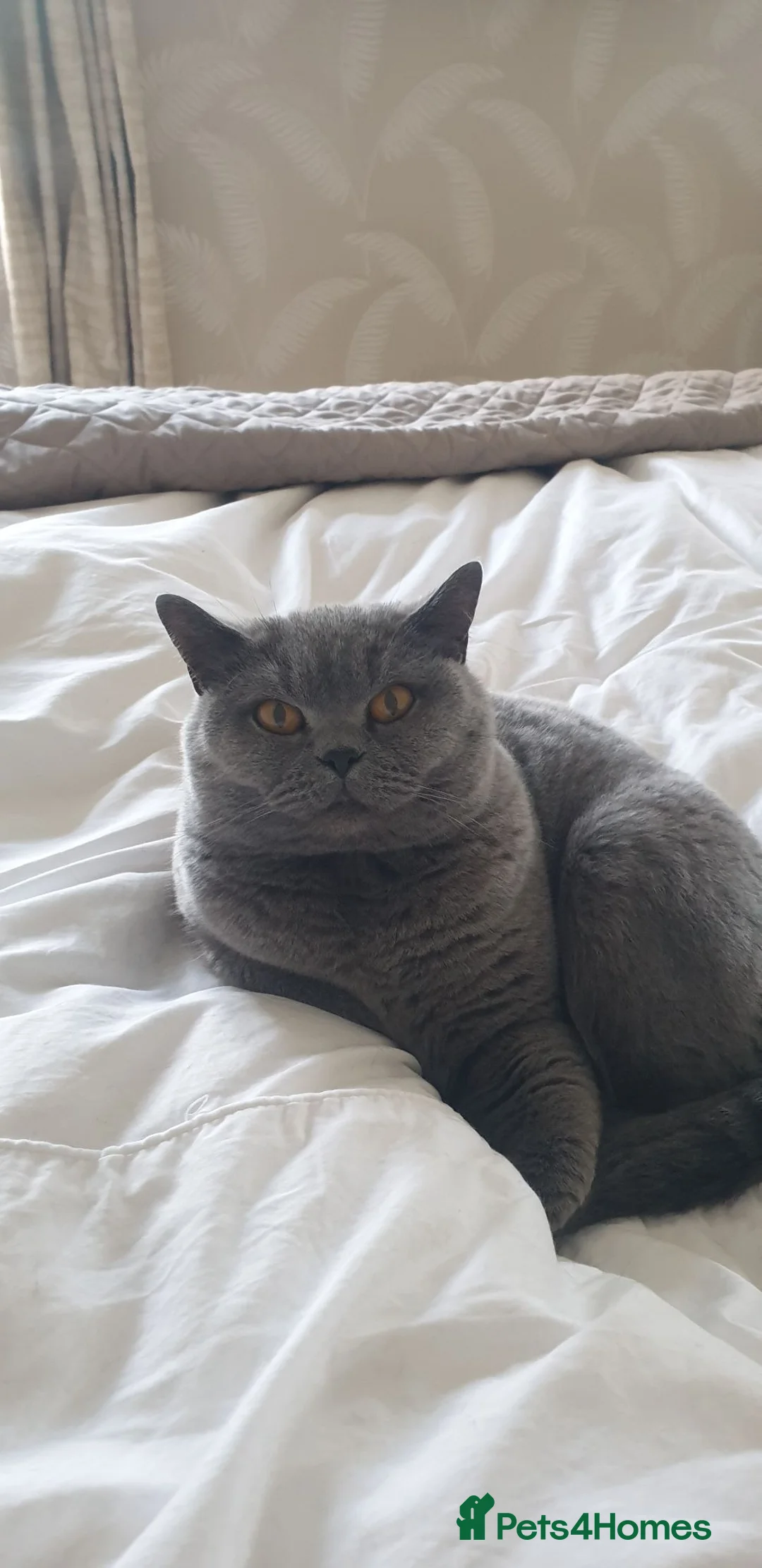 British Shorthair cats for sale: Missy & Cookie - Advert 10