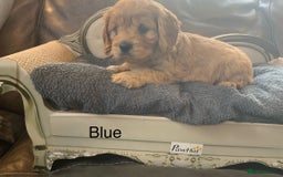 Cavapoo dogs for sale: Outstanding F1 Apricot Cavapoo puppies  - Image 5