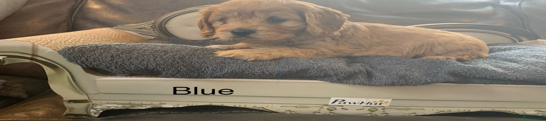 Cavapoo Puppy 1