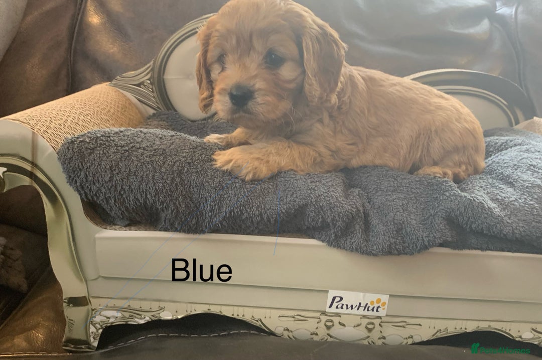 Cavapoo dogs for sale: Outstanding F1 Apricot Cavapoo puppies  - Image 5