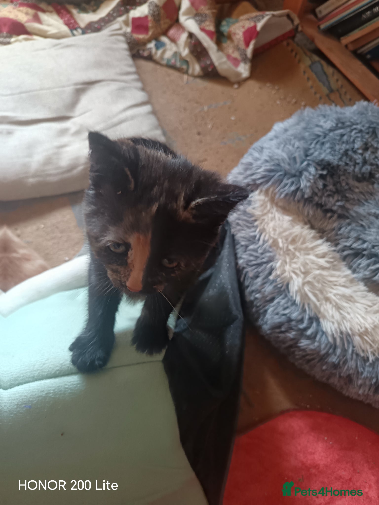 Mixed Breed cats Kitten for sale - Advert 2