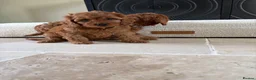 Cavapoo dogs for sale: DNA tested Dark red F1 cavapoo pups  - Advert 5
