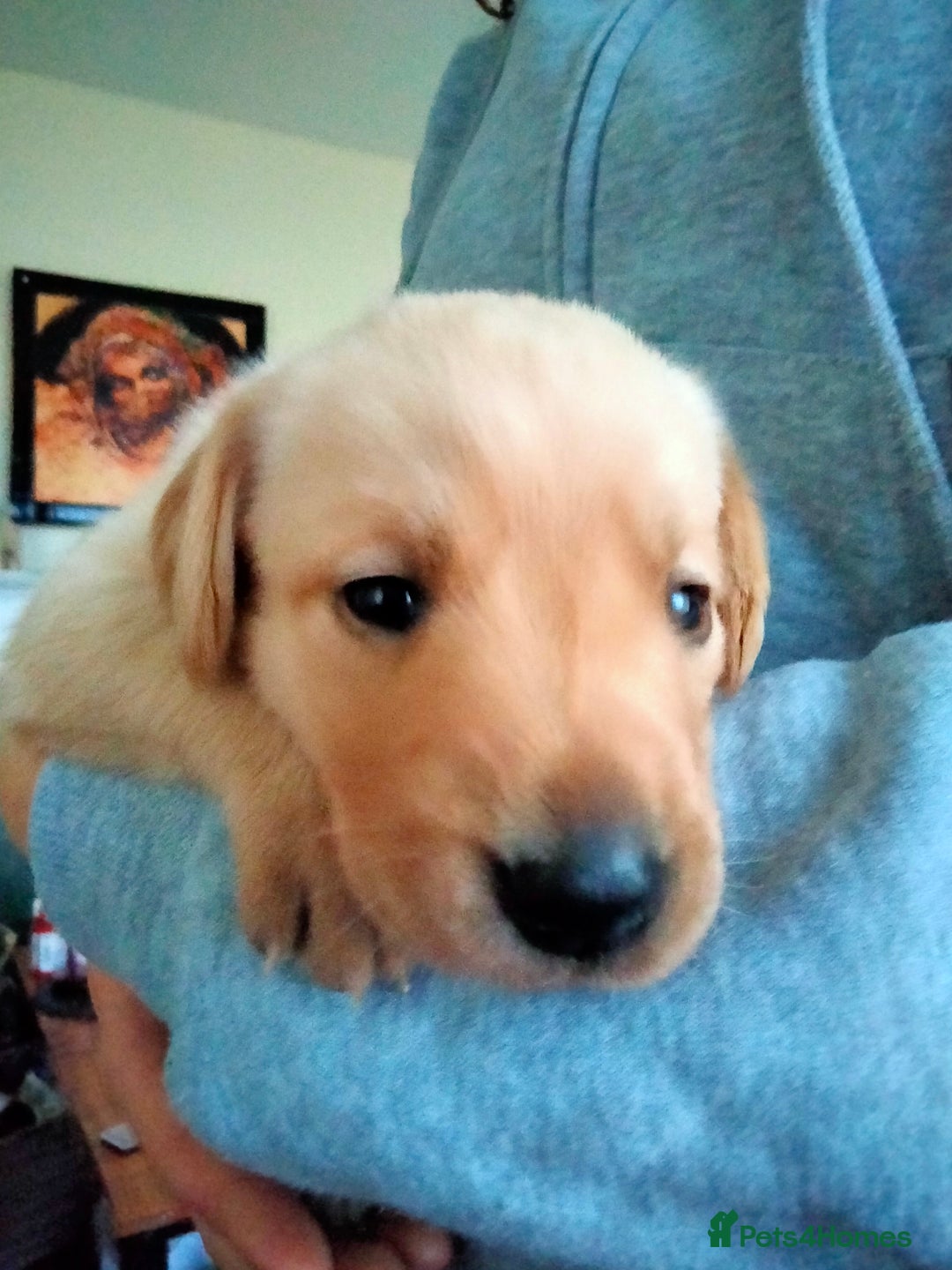 Labrador Retriever dogs for sale: KC Registered Labrador Retriever Puppies in Ross-on-Wye - Image 12