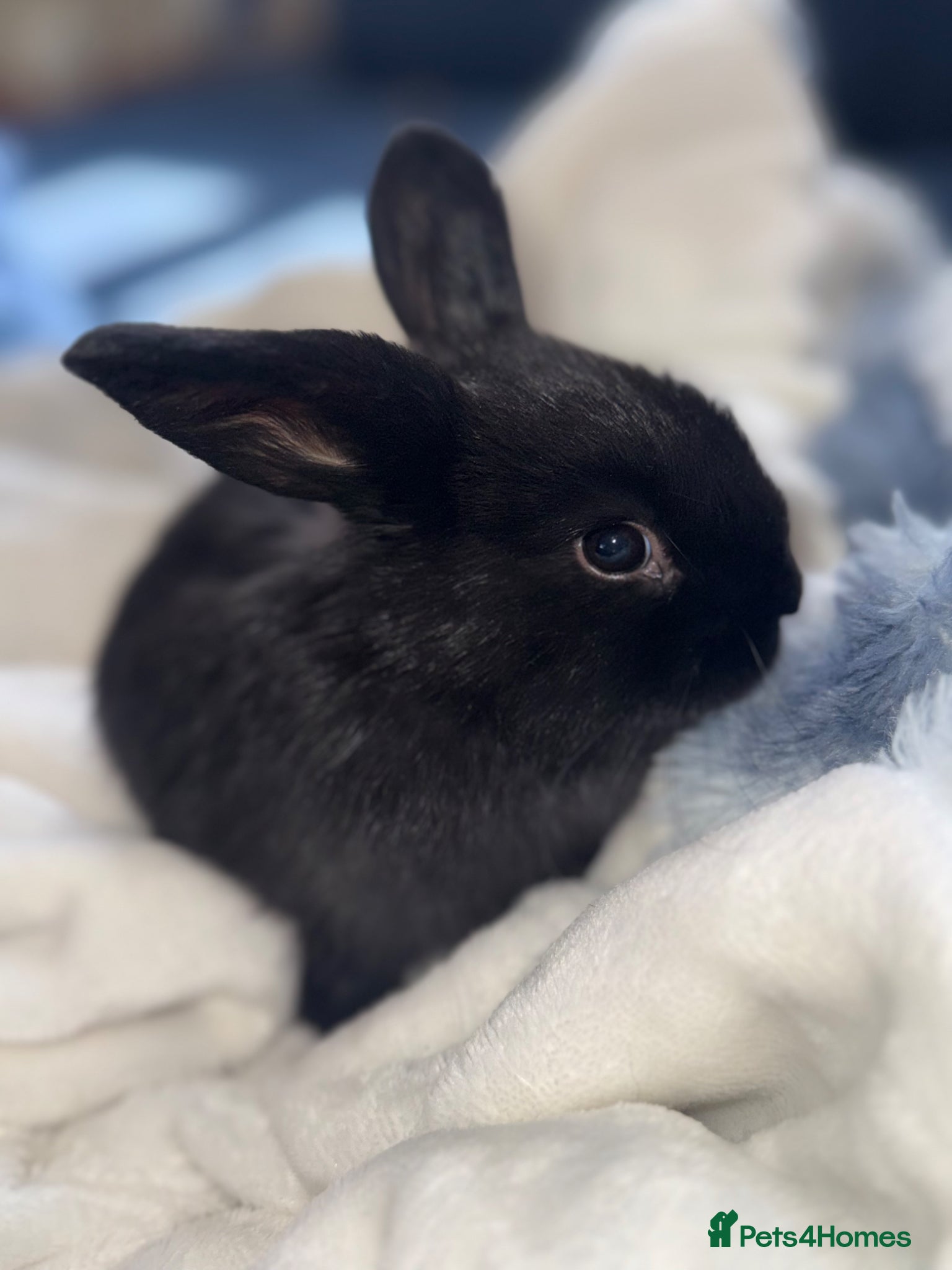 English Lop rabbits Lop ear bunnies  - Advert 2