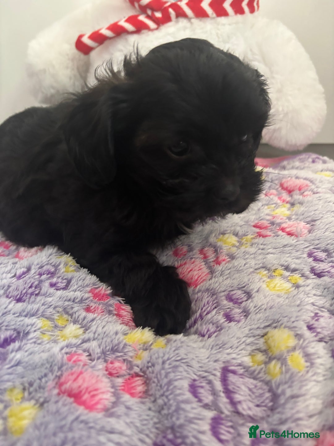 Mixed Breed dogs for sale: Lovely little shipoo pups  - Advert 8