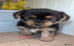 Yorkshire Terrier dogs for sale: Adorable Purebred Yorkshire Terrier Puppies - Image 10