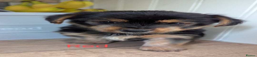 Yorkshire Terrier Puppy 5