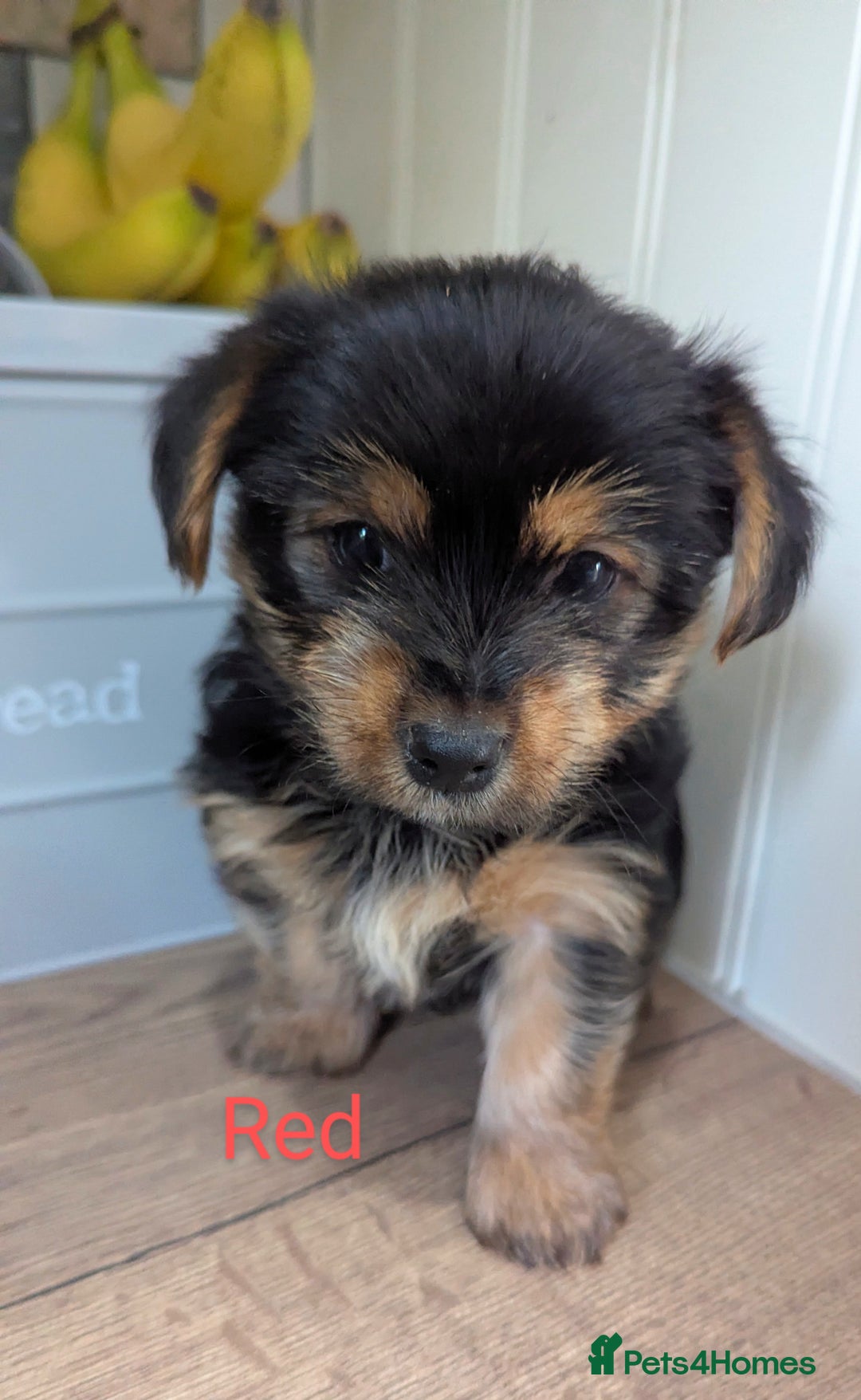 Yorkshire Terrier dogs for sale: Adorable Purebred Yorkshire Terrier Puppies - Image 10